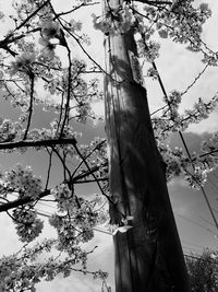 Low angle view of tree against sky