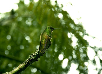 Close-up of bird perching on branch