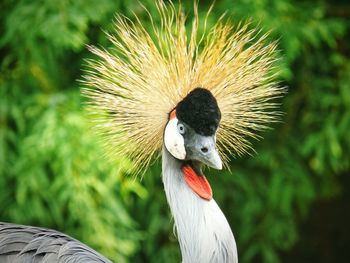 Close-up of bird against blurred background