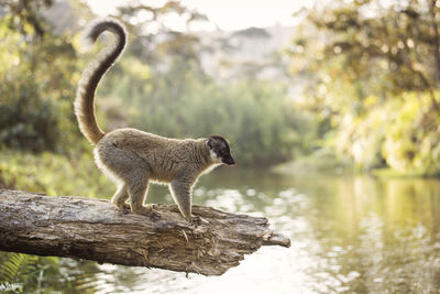 Side view of giraffe in lake