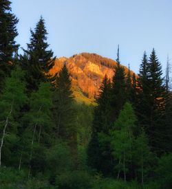 Pine trees in forest against sky
