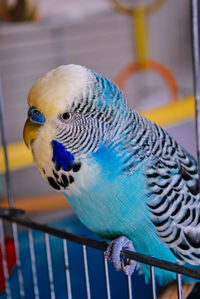 Close-up of blue budgie in cage