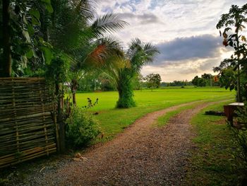 Scenic view of palm trees on field against sky