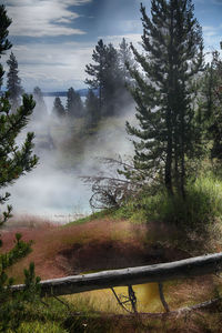 Scenic view of forest against sky