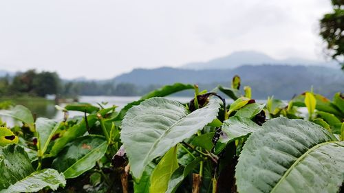 Close-up of green plant with mountain in background