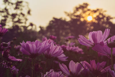 Close-up of purple flowers blooming in park during sunset