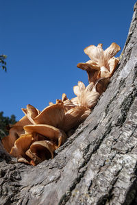 Low angle view of tree trunk against clear blue sky