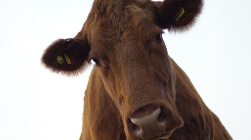 Close-up of animal eye