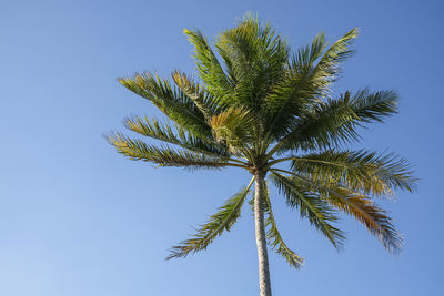 Low angle view of coconut palm tree against clear blue sky