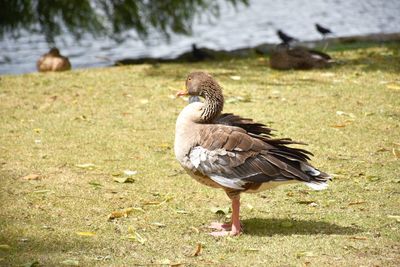 Duck on a field