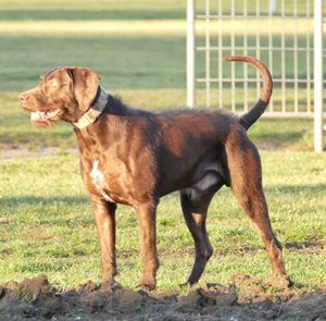 Side view of dog standing on field