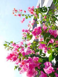 Low angle view of pink cherry blossoms against sky