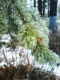 Plants growing on tree