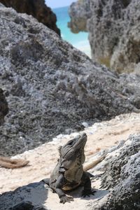 Marine iguana on rock at shore