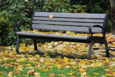Empty bench in park during autumn