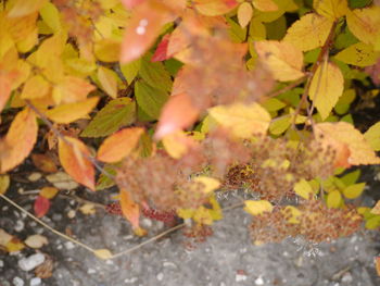 Close-up of maple leaves during autumn