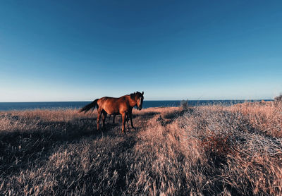 Horse standing on field against clear blue sky