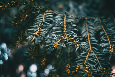 Close-up of plants in water