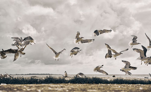 Low angle view of birds flying against sky