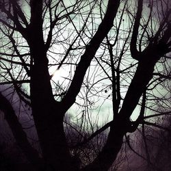 Low angle view of bare trees against sky