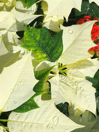 Close-up of wet leaves on plant