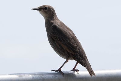 Close-up side view of a bird