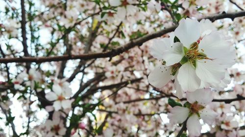 Low angle view of cherry blossom