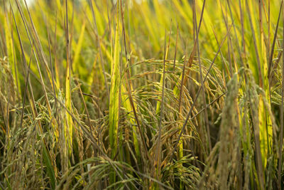 Full frame shot of crops growing on field