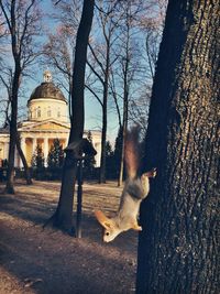 Squirrel climbing down tree against historic building