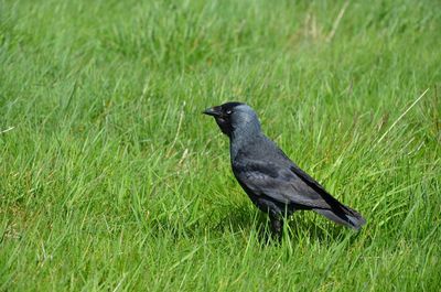 Black bird on grass