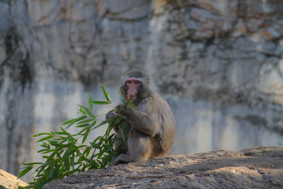 Japanese macaque sitting by plant on rock