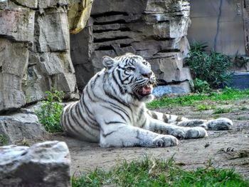 Tiger relaxing on rock in zoo