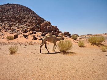 Camel on landscape against clear sky