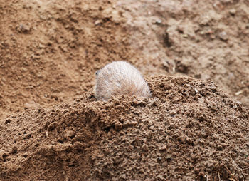 High angle view of animal on sand