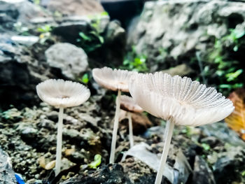 Close-up of mushrooms growing on field