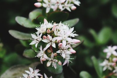 Close-up of white flowering plant