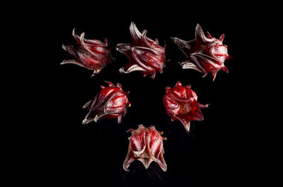 Close-up of red roses against black background