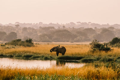 Elephant in field against sky