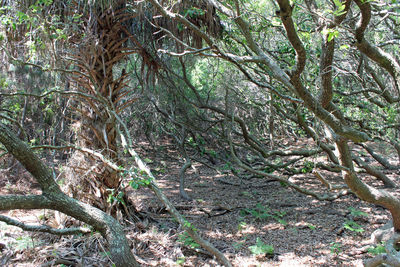 Trees growing in forest