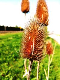 Close-up of wilted plant on field