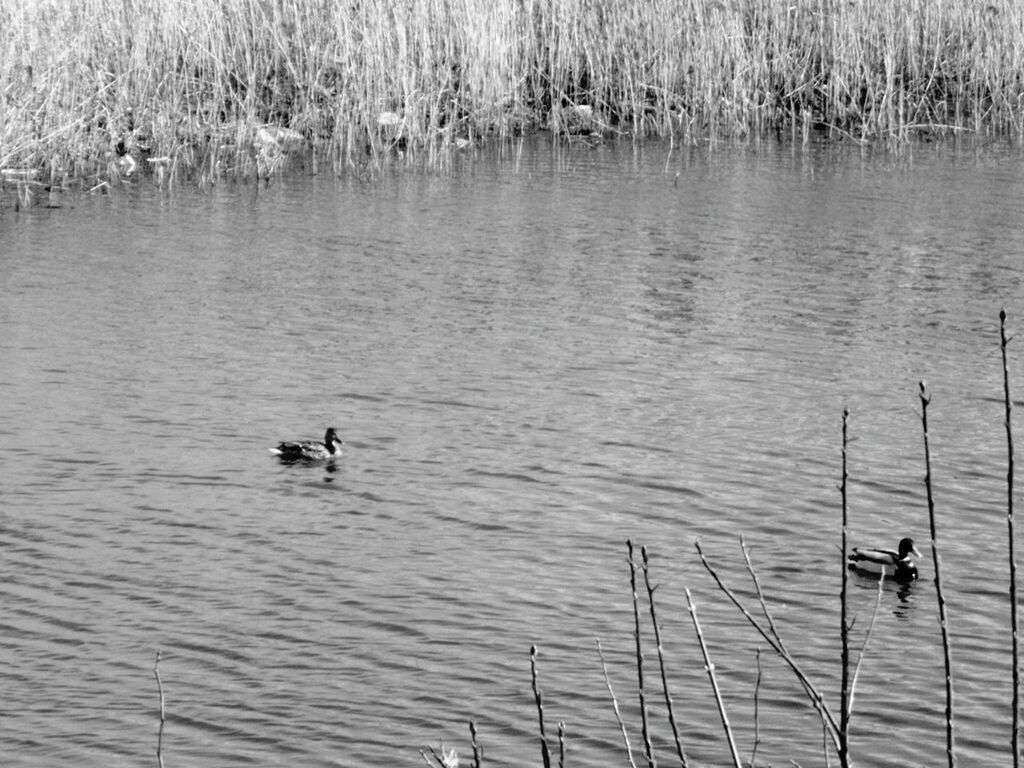 DUCK SWIMMING IN LAKE