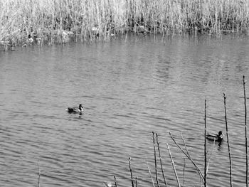 Ducks swimming in lake