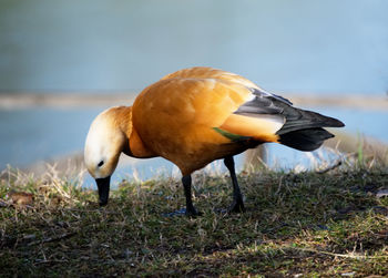 Close-up of a bird on field