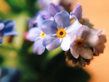 Close-up of flower blooming outdoors