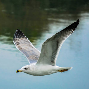 Close-up of seagull flying