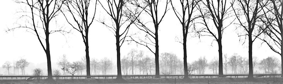 Bare trees on field against sky