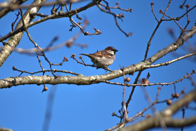 Low angle view of bird perching on tree