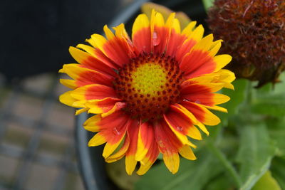 Close-up of yellow flower blooming outdoors