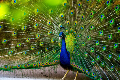 Close-up of peacock