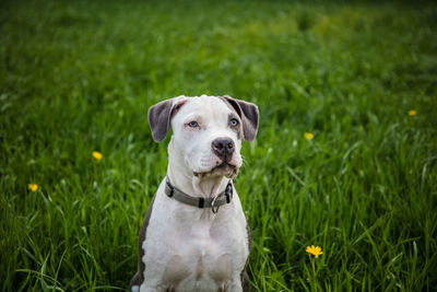 Portrait of dog on field